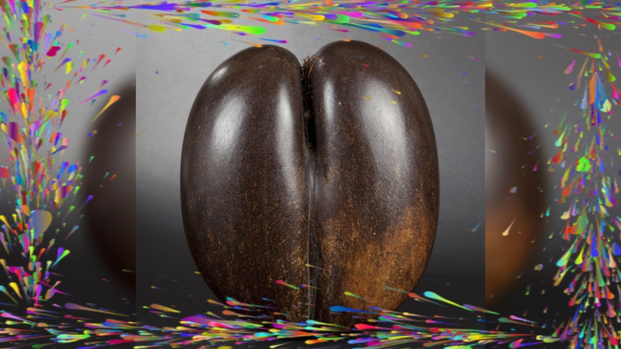 Le coco-fesses: la plus grosse graine du monde