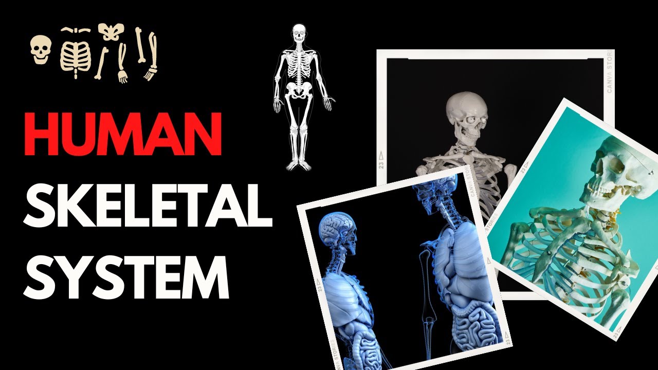 The Human Skeletal System: Structure, Function, and Importance - YouTube