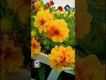 شاديه وحشنى 