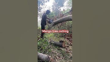 Amazing MangoTree cutting skills in anticipation of a fillings #stutas #youtube #video