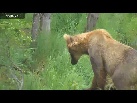 Riffles - Katmai National Park 2022 Season Highlights