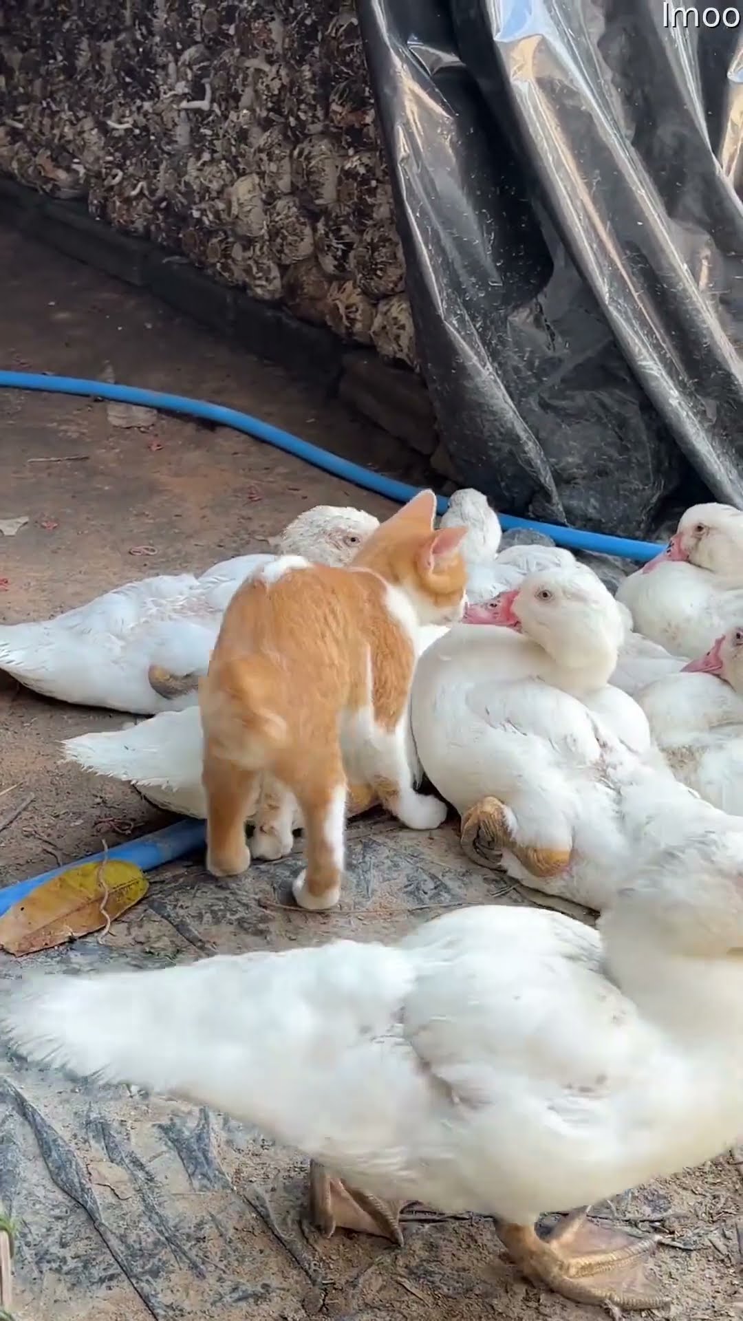 Cat Disrupts a Group of Sleeping Ducks || ViralHog