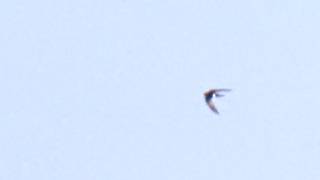 Common Swift with white patch, Nabben, Falsterbo, 2026-07-28