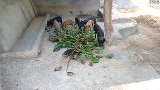 Water Lily?? For My Native Pigs