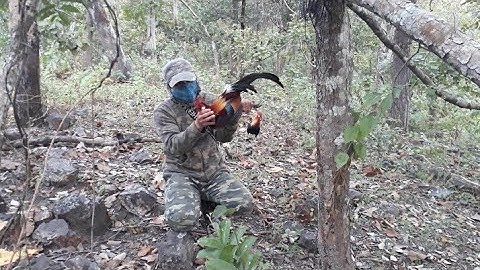Hunting wild chicken ( Cuab qaib qus tuaj zoo heev 21-12-2021