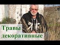 Декоративные травы в саду