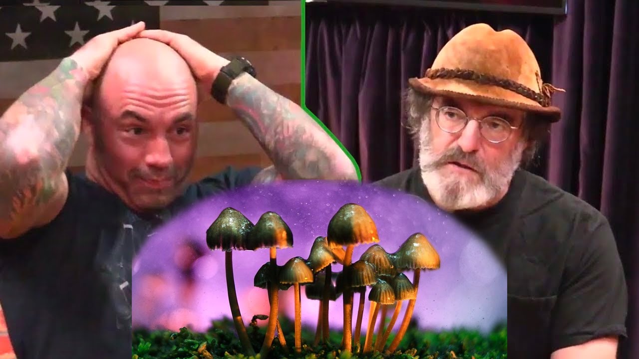 dzho rogan i pol stemets psilocibin analogi eksperiment na sebe legalizaciya psihodelikov youtube