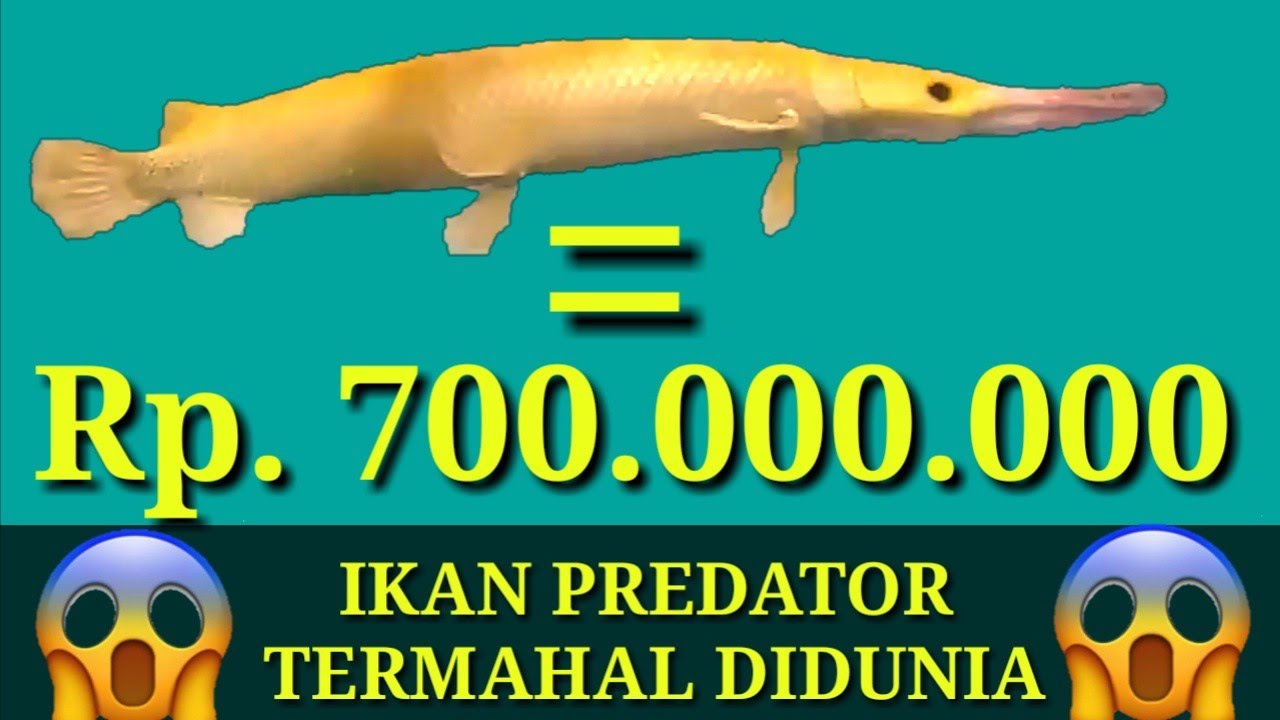 Ikan Aligator Termahal di Dunia