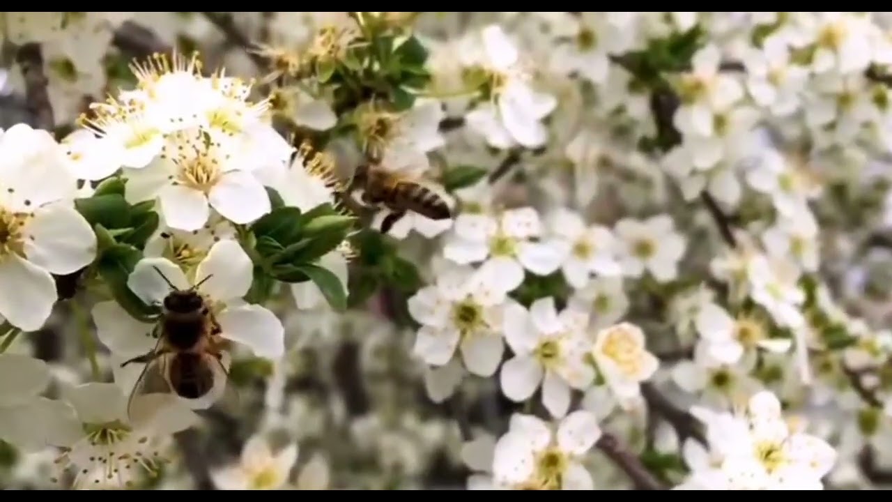 Pollination of bees