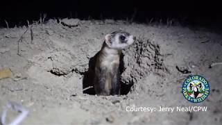 Black Footed Ferret Released into the Wild