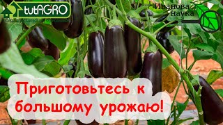 Смотрите! ВОТ почему УВЯДАЮТ баклажаны, томаты и огурцы. Как не потерять урожай из-за ошибки.