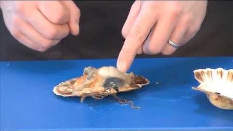 How to shuck a scallop on the flat shell | 03