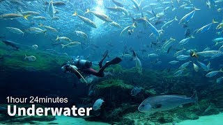 【2K 水中映像】ゆったりと泳ぐ魚たちに癒される長時間動画1時間24分