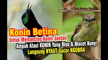 Konin Betina Ampuh Untuk Memancing & Atasi Konin Yang Bisu, Macet Bunyi, Langsung Auto Nyaut Gacor