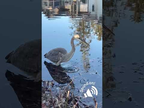 Oops #heron #bird