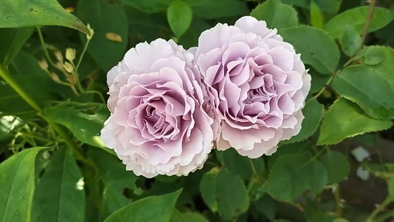 2026.5.16〜満開まで🌹ヲタクなローズコレクションをご紹介🩷オールド