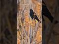 A Redwing in the Bullrushes