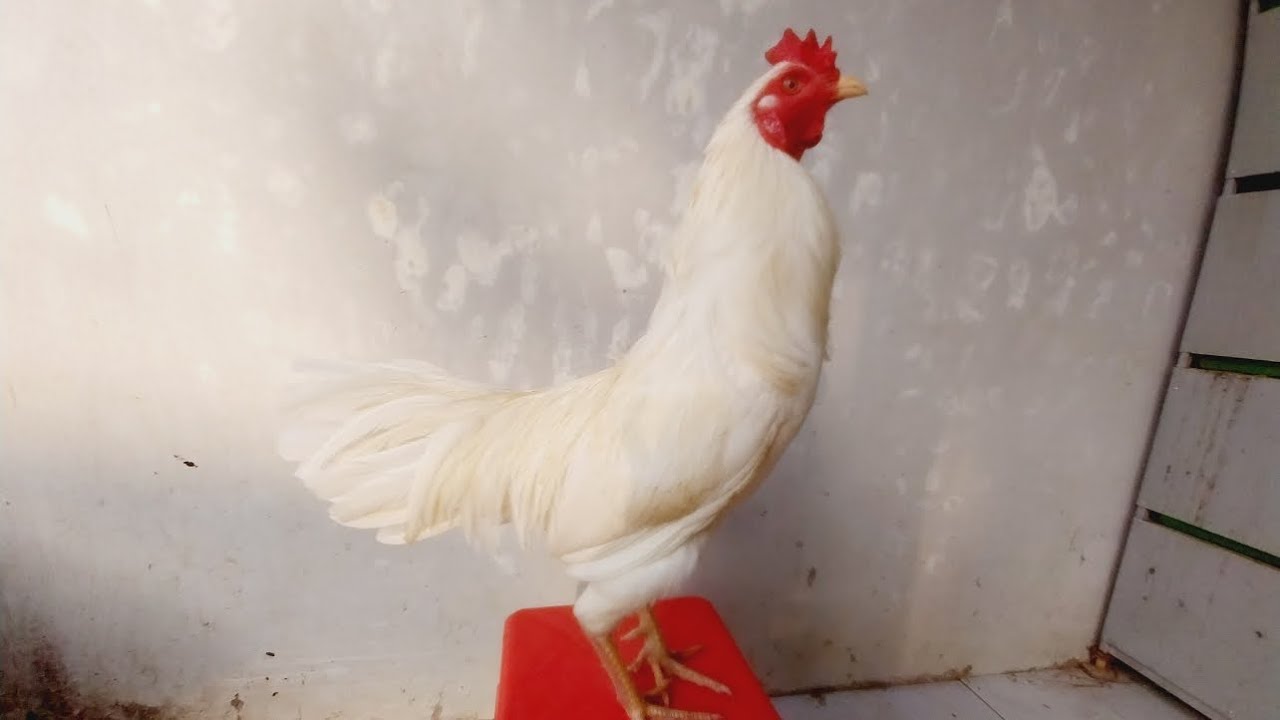 #08/3/2026. Top bướm, chuối, điều (1,5v) 0969790409