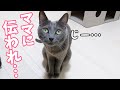 無言で何かを訴える猫の後をついていってみたら…？