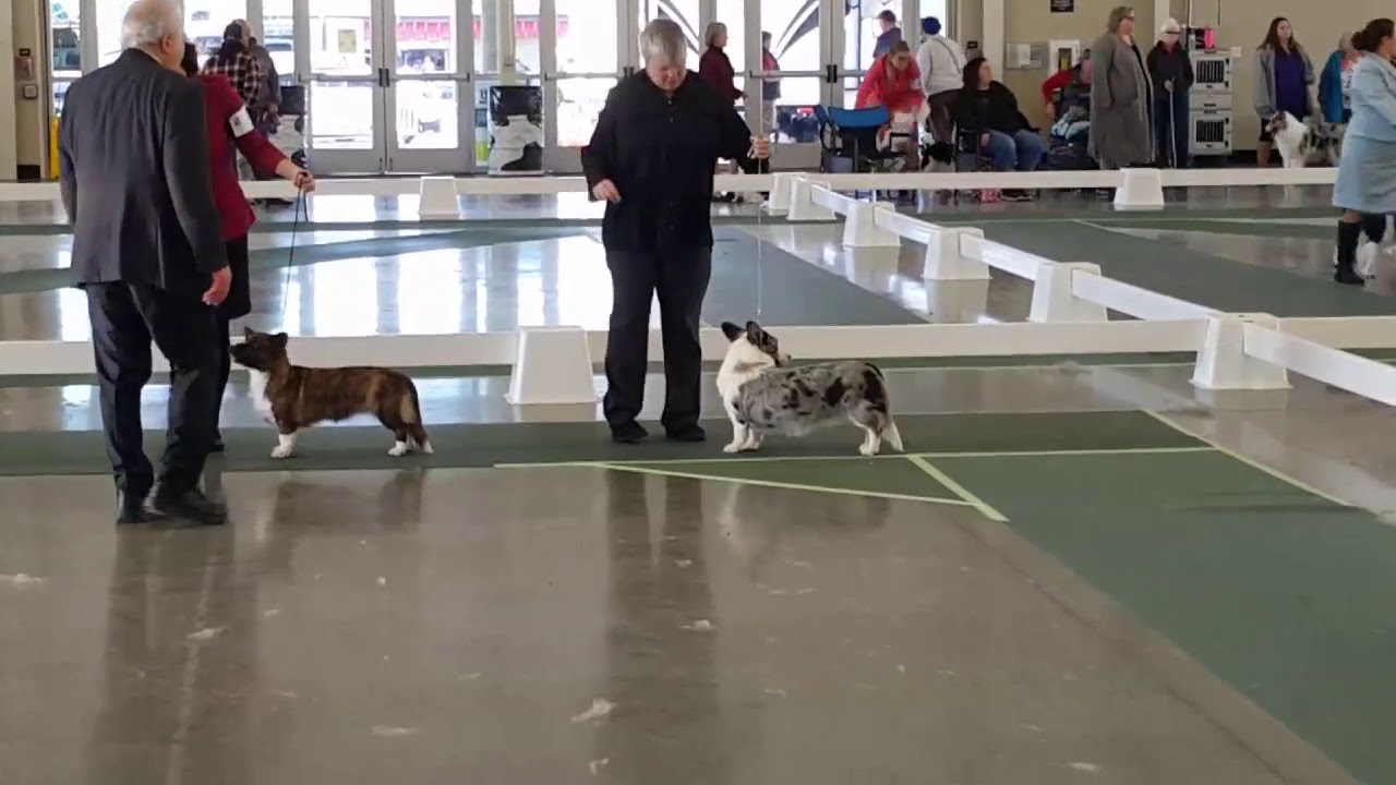 Whidbey Island Kennel Club's Dog Show, Monroe, USA, Nov.18, 2018 YouTube