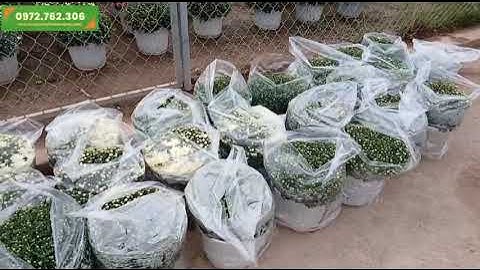 Bán hoa cúc mâm xôi Hàn Quốc màu trắng gửi xe giao khách Đà Nẵng | Cây Cảnh Phạm Thương | Hoa cúc