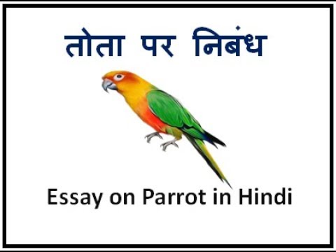 essay on my pet parrot in hindi