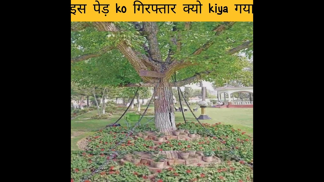 इस पेड़ ko गिरफ्तार क्यो kiya गया?|kc ke fact|
