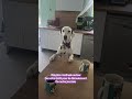 Réunion Matinale pour les objectifs de la journée #dalmatien #assistant #medium #humour