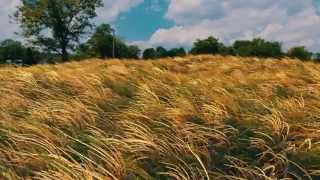 Realistic animated grass _ Blender