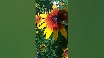 солнышки семейства сложноцветных