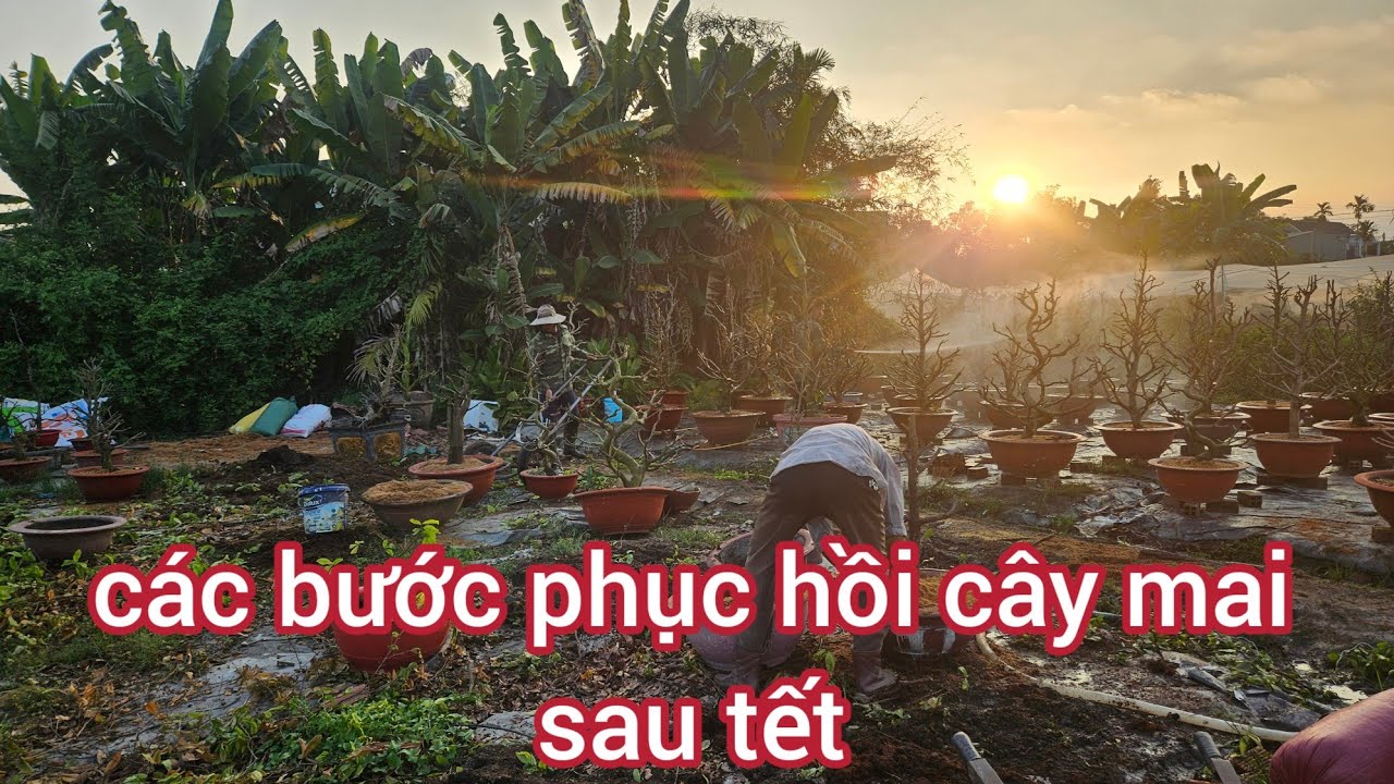 Trồng chăm sóc lại cây mai sau tết 0988558144