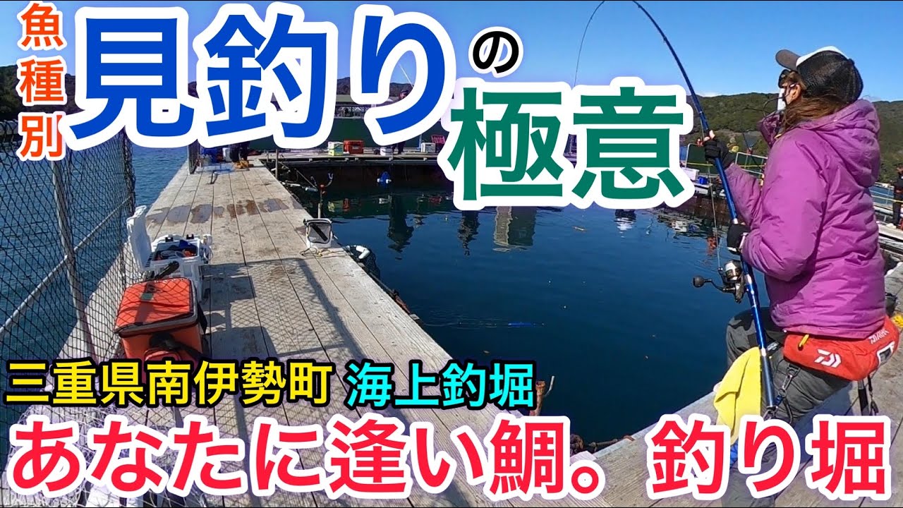 釣り マニア必見 海上釣堀で魚種別に攻略する見釣りの極意 あなたに逢い鯛 釣り堀 三重県南伊勢町 Youtube