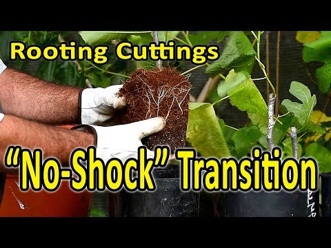 Vídeo: Tratando o Estresse da Planta de Repot - Choque de Transplante de Repotting