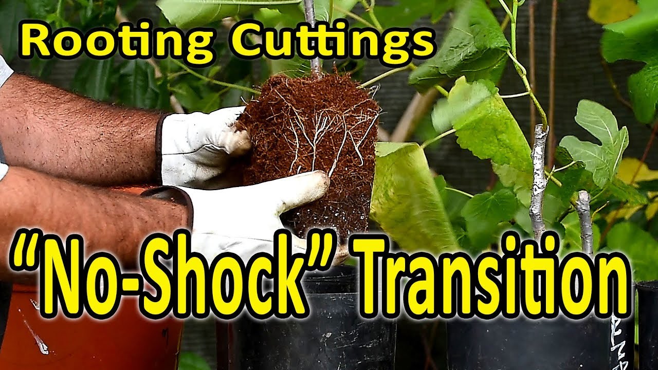 PottingUp rooted cuttings Results of the "NoShock" transplant