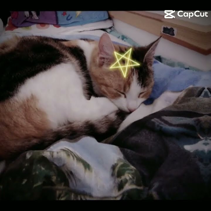 plssssss like & subscribe bc this cat died a few weeks a go and she was only 1 yr old, a car hit her