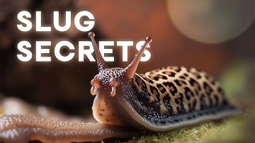 Leopard Slug | The Fascinating World of This Giant Slug | #leopard slug #funfacts #wildlife