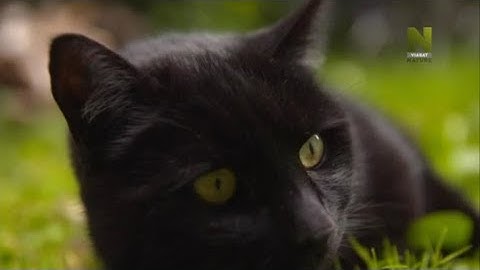 По следам вашей кошки / Follow Your Cat (2016)