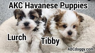 AKC Havanese Puppies * Tibby & Lurch @ 6 weeks old * ABCdoggy.com 2026