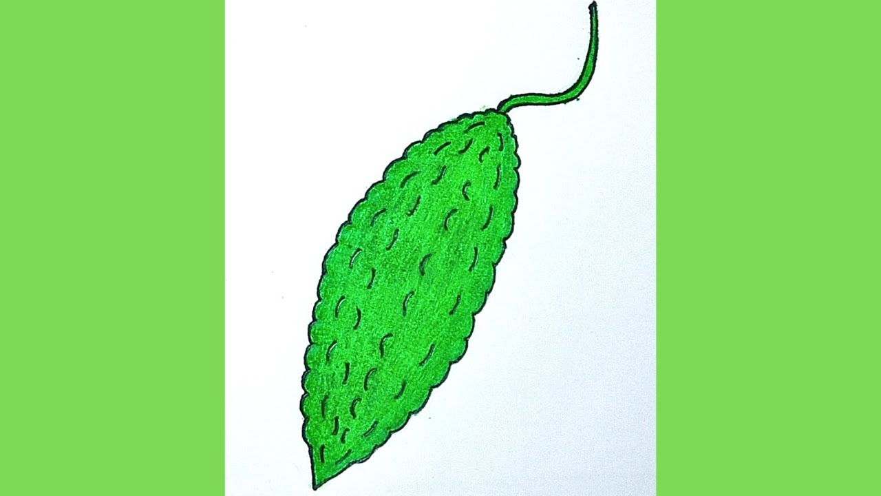 Bitter Gourd PNG Image, Hand Drawn Vegetable Bitter Gourd Illustration,  Fresh Bitter Gourd, Cartoon Illustration, Hand Drawn Illustration PNG Image  For Free Download