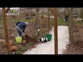 Planter et tuteurer une clématite au jardin -  Truffaut