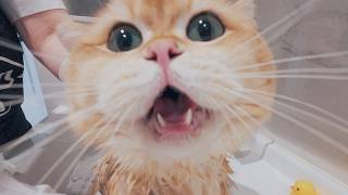 🤣Bathing the Chubby Cat Mustard by Lucky Paws 4,936 views 3 weeks ago 8 minutes, 7 seconds