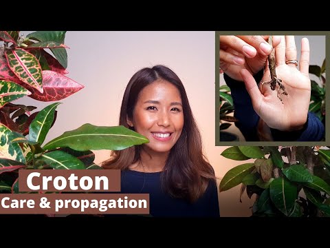 Wideo: Rozmnażanie Croton (20 Zdjęć): Jak Rozmnażać Je Liśćmi I Sadzonkami W Domu? Pielęgnacja Posiewna