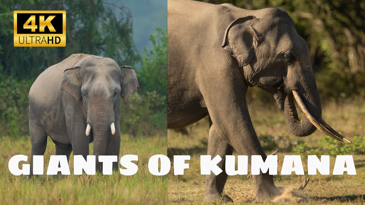 Majestic Giants of Kumana: Sri Lanka's Elephants