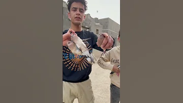 القروي علاوي 