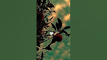 تلاوة من سورة الحديد --القارئ شريف مصطفى  . #quran #القرآن_الكريم #القران