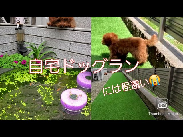 自宅ドッグランには程遠い トイプードル子犬が走る姿が可愛い Youtube