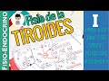 FISIOLOGÍA DE LA TIROIDES, Resumen, Eje, Sintesis, Embrio, Anato, Histología |FISIO-ENDOCRINO| 1