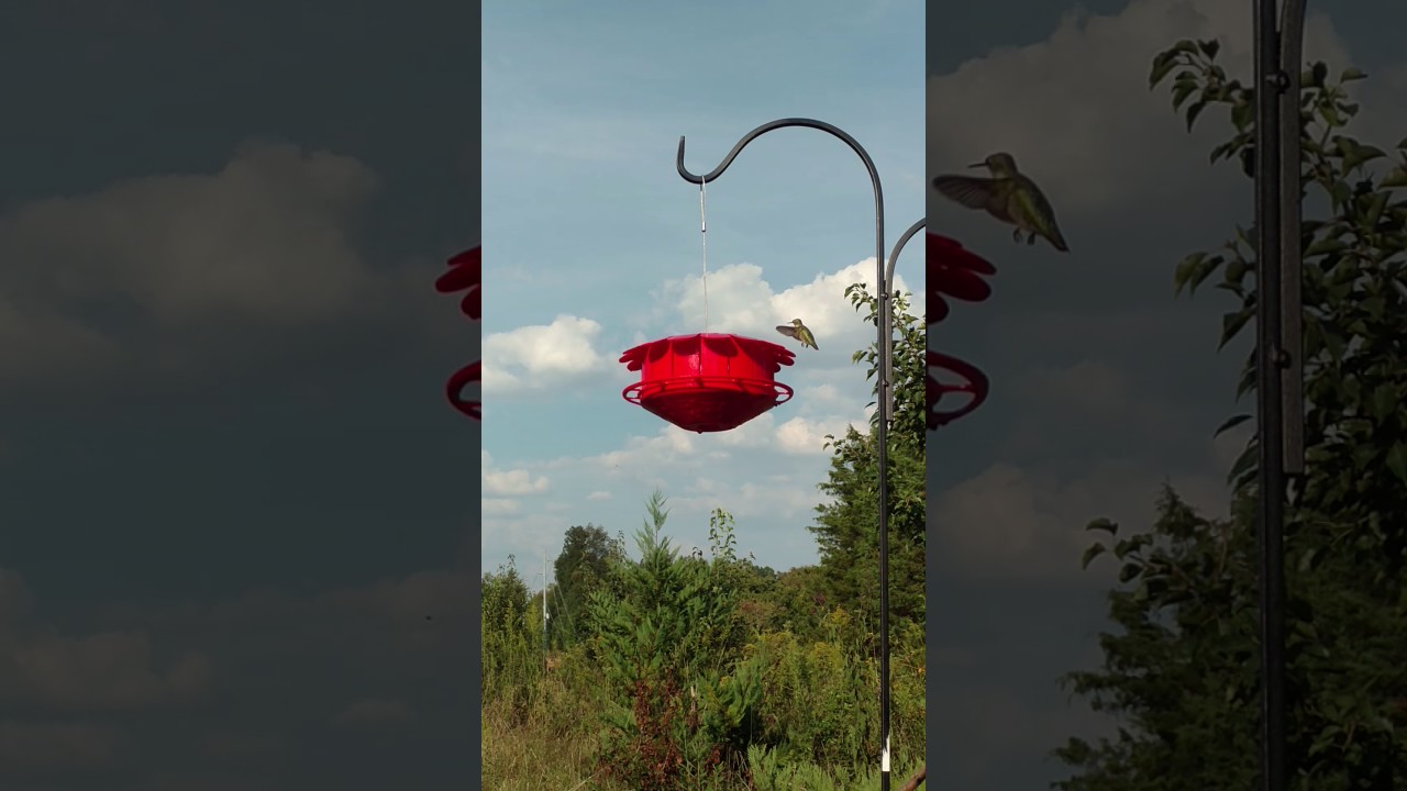 Hummingbirds eating fruitflies - YouTube