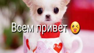 Моя рыжая собака. Моя рыжая собака.