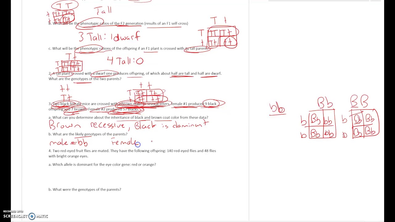 Genetics Review 2 Answers - YouTube
